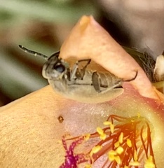 Epicauta fortis
