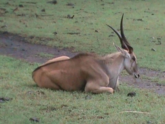Tragelaphus
