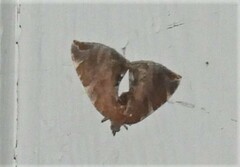 Eulithis molliculata