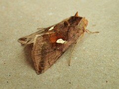 Autographa metallica
