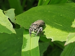 Phidippus cerberus