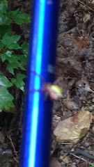 Micrathena sagittata