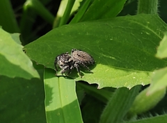 Phidippus cerberus