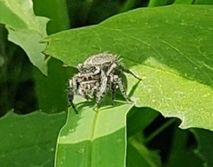 Phidippus cerberus