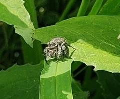 Phidippus cerberus