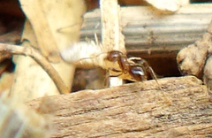 Solenopsis xyloni