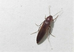 Serropalpus