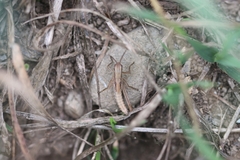 Euchorthippus declivus