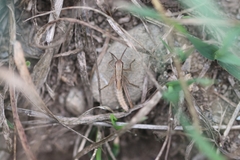 Euchorthippus declivus