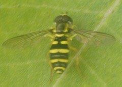 Xanthogramma flavipes