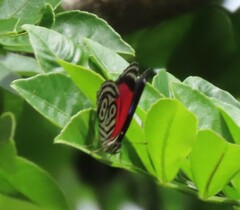 Diaethria clymena dodone