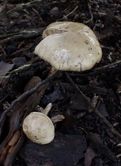 Zhuliangomyces