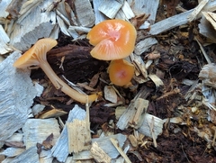 Gliophorus