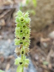 Stachys stebbinsii