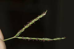 Digitaria didactyla