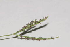 Digitaria didactyla
