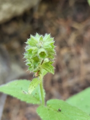 Stachys stebbinsii