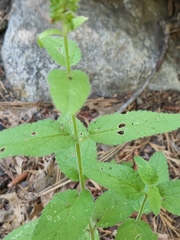 Stachys stebbinsii