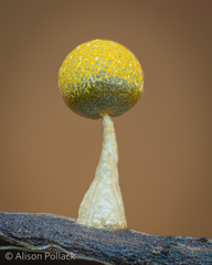 Physarum melleum
