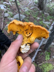 Cantharellus roseocanus