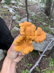 Cantharellus roseocanus