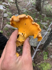 Cantharellus roseocanus