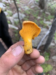 Cantharellus roseocanus