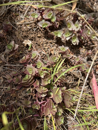 Callisia repens, 2022-08-20