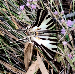 Protographium leosthenes