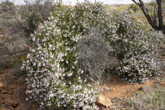 Prostanthera striatiflora