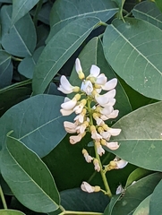 Derris trifoliata
