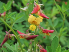 Crotalaria