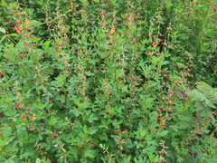 Crotalaria