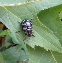 Leptinotarsa lacerata