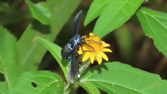 Macrocneme chrysitis