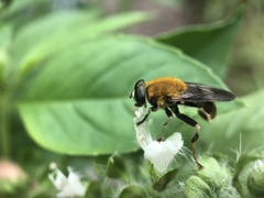 Pterallastes thoracicus