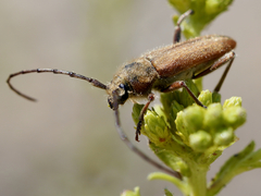 Crossidius testaceus