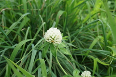 Trifolium pratense