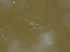 Fundulus heteroclitus