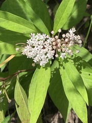 Asclepias perennis