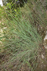 Astartoseris triquetra