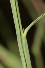 Astartoseris triquetra