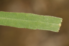 Astartoseris triquetra