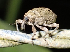 Phelypera distigma image