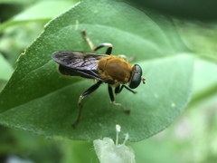 Pterallastes thoracicus