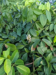 Derris trifoliata