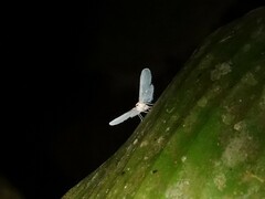 Paramysidia