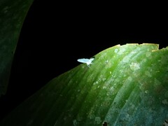 Paramysidia