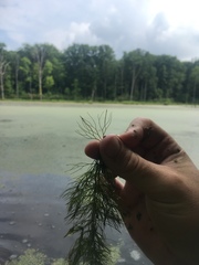 Ceratophyllum echinatum