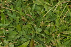 Digitaria mollicoma